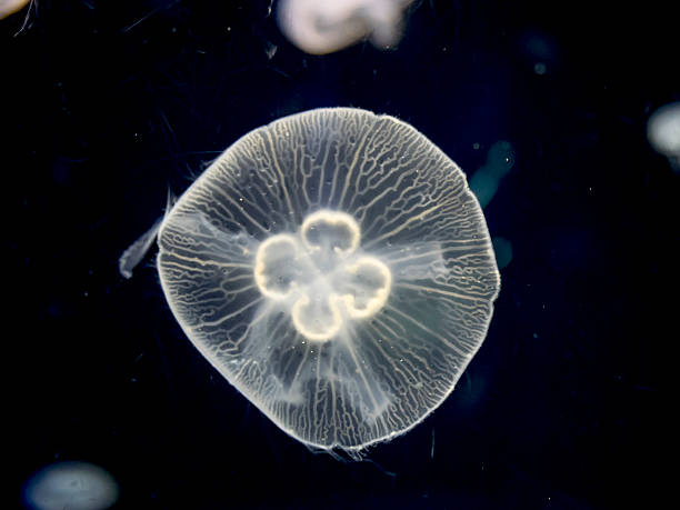 istock White jellyfish on black background 505623479