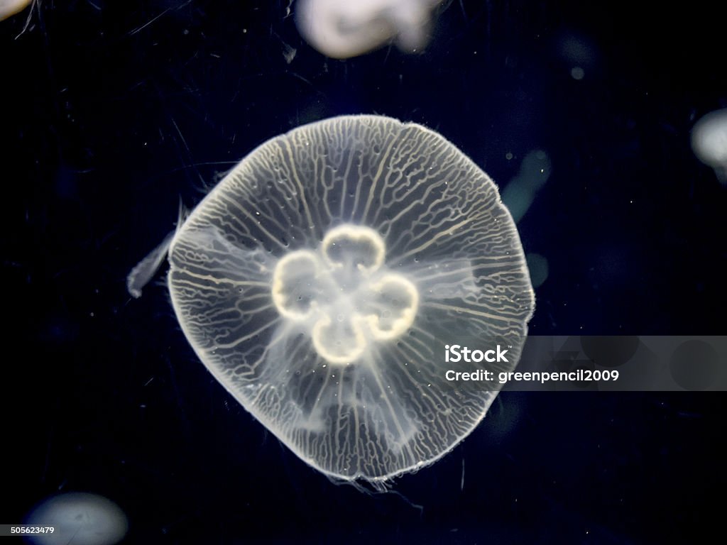 White jellyfish on black background Aquarium Kaiyoukan, Osaka, Japan - June 29, 2014 : White Jellyfish swimming in centre on black background. Animal Stock Photo