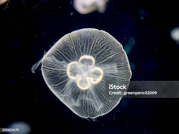White Jellyfish On Black Background Stock Photo - Download Image Now - Animal, Animal Markings, Animal Wildlife