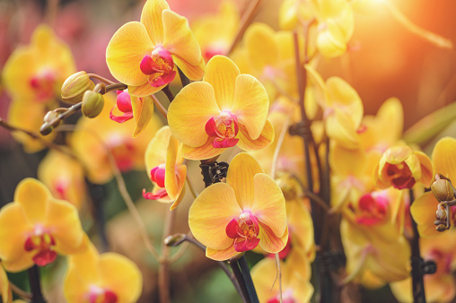 Beautiful Yellow Phalaenopsis orchid