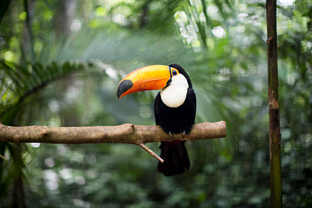 tucán en la branch - fauna silvestre fotografías e imágenes de stock