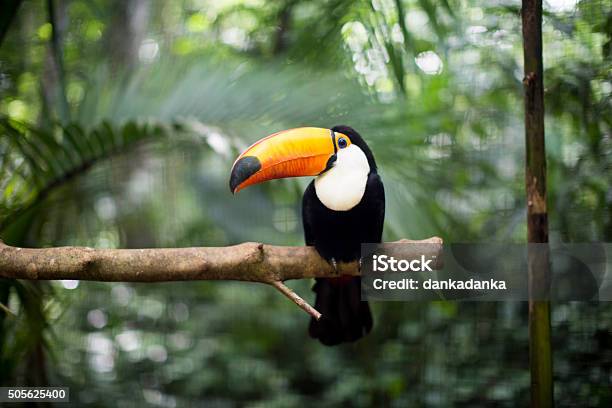 Toucan On The Branch Stock Photo - Download Image Now - Toucan, Costa Rica, Nature
