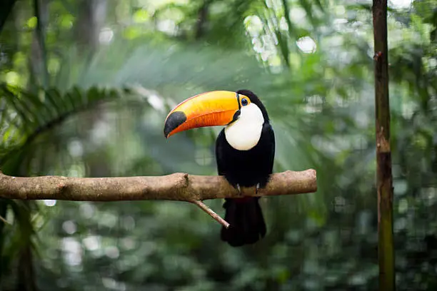 Photo of Toucan on the branch