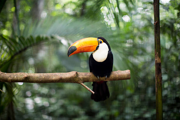 toucan on the branch - costa rica stok fotoğraflar ve resimler