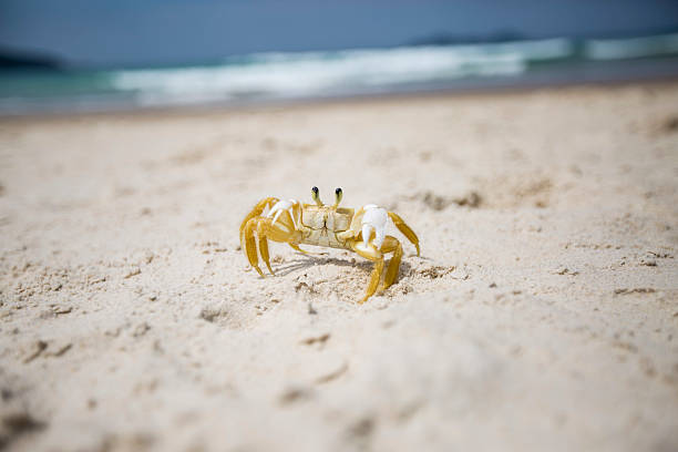 istock Little crab enjoy beach 505625704