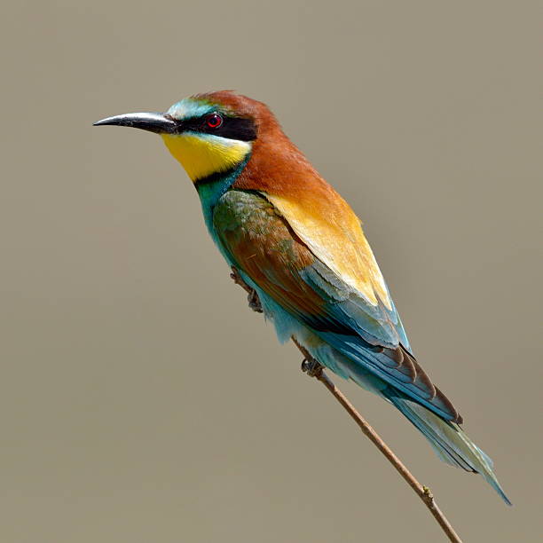 istock european bee-eater (Merops Apiaster) outdoor 505625790