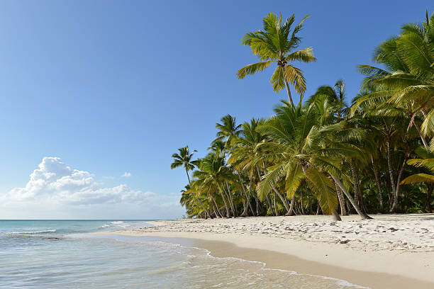 istock Dominican Republic, Saona Island 505626250