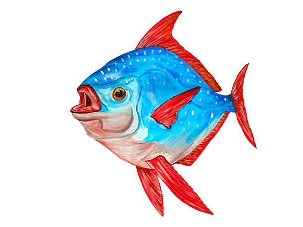 Watercolor tropical Lampris regius fish on white background. Han Watercolor tropical Lampris regius fish over white background. Hand drawn artwork opah stock pictures, royalty-free photos & images