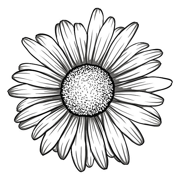 ilustraciones, imágenes clip art, dibujos animados e iconos de stock de hermosa, en blanco y negro monocromo de flor margarita aislados. - single flower flower daisy chamomile