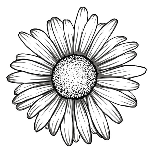 piękna monochromatyczne, czarne i białe kwiaty daisy odcięte. - chrysanthemum single flower flower pattern stock illustrations