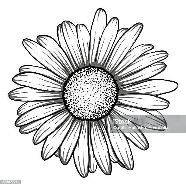 Beautiful Monochrome Black And White Daisy Flower Isolated Stock Illustration - Download Image Now