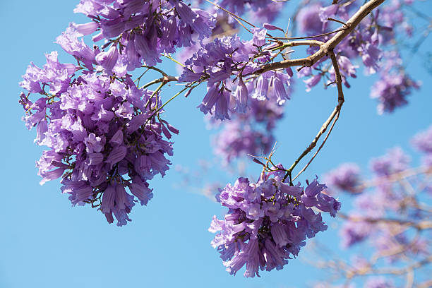 istock Lilac flowers on blue sky background 505627316