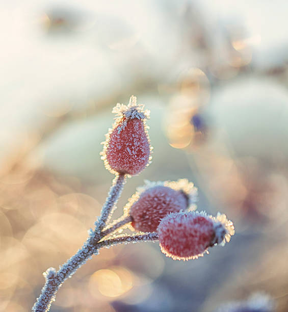 Fruits of rosehip