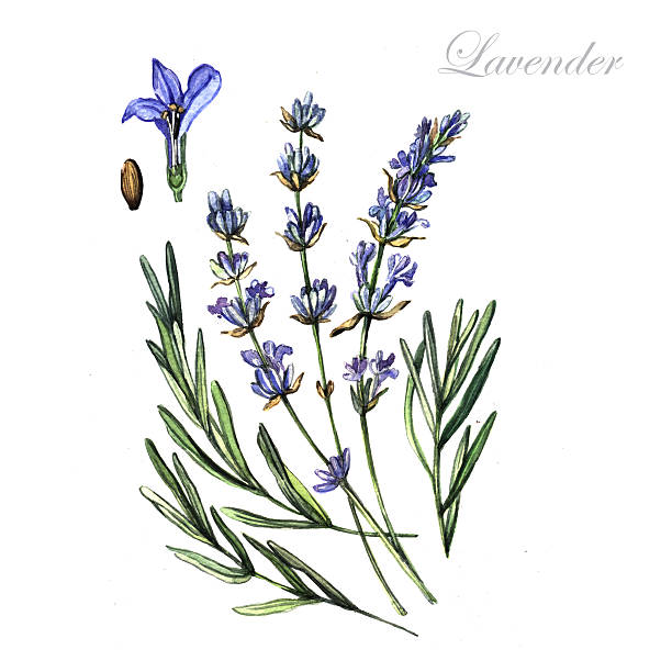 Aromatherapy: bunch of lavender flowers on wooden backgrounsd