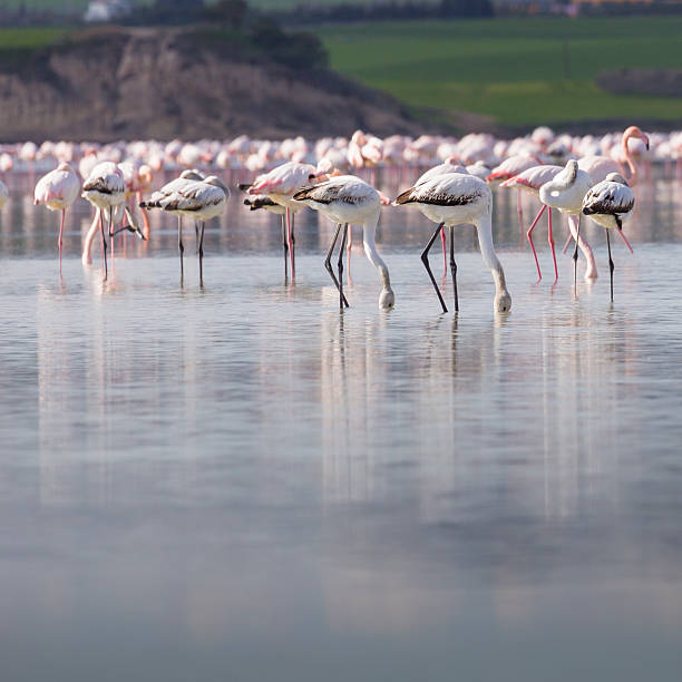 istock African flamingos in the lake over beautiful sunny day. 505629708