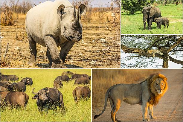 istock African wildlife landscape 505629828