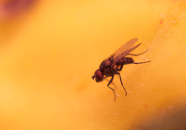 istock Close-up of Fly Insect 505633037