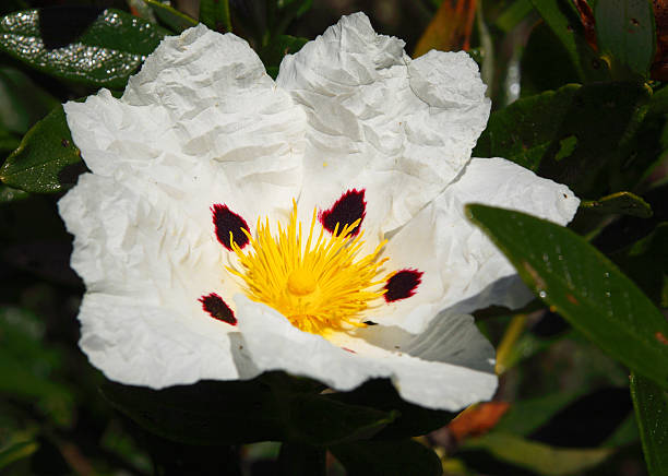 istock White Cistus Ladanifer flower 505633133