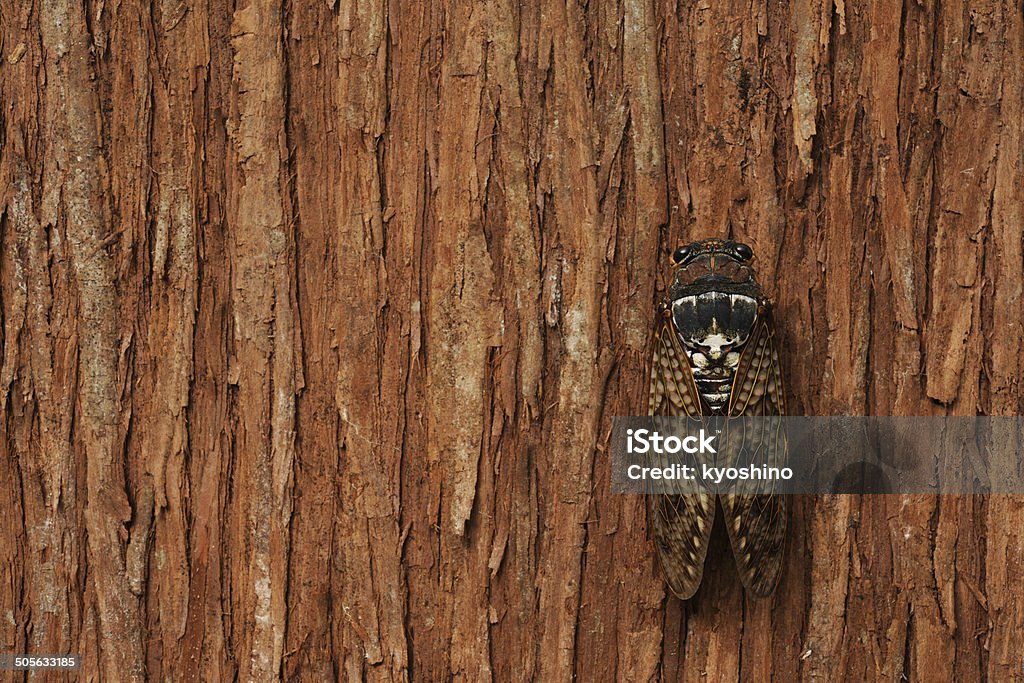 Cicada em árvore com espaço para texto - Foto de stock de Animal royalty-free