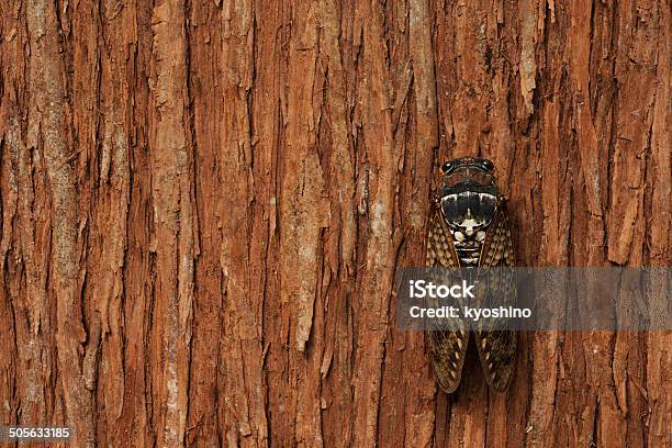 Foto de Cicada Em Árvore Com Espaço Para Texto e mais fotos de stock de Animal - Animal, Asa animal, Assistindo
