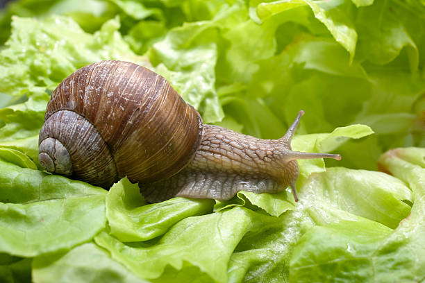 istock Helix pomatia, Burgundy snail 505633231