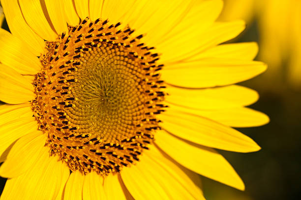 istock Most of a Sunflower Closeup 505633603