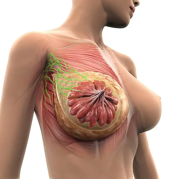 Female Breast Anatomy Illustration. 3D render