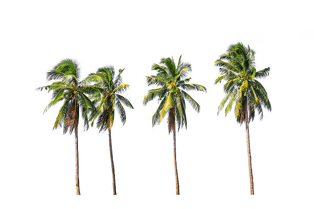 istock Four coconut palm trees isolated on white background. 505633929