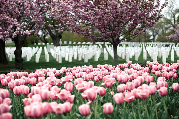 istock Arlington National Cemetery 505634629