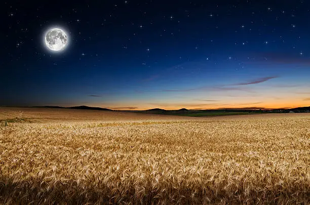 Photo of Wheat in the night.