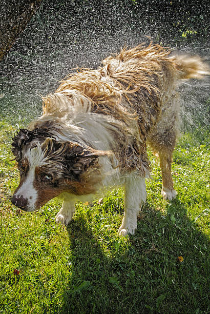 istock Dog splash out water 505634841