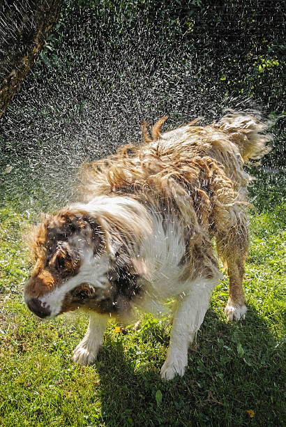 istock Dog splash out water 505634843