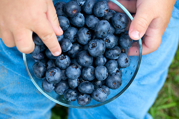 istock little cute boy holding bowl with blueberries 505634961