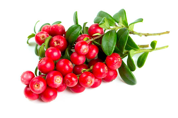 istock cowberries isolated on white background 505635523