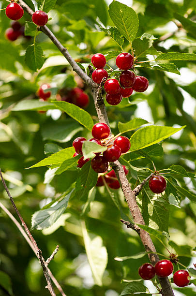 istock Branch of cherries 505636167