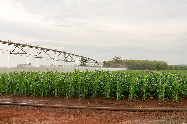 équipement d'irrigation arroser une culture de maïs. - corn crop irrigation equipment agriculture leaf photos et images de collection