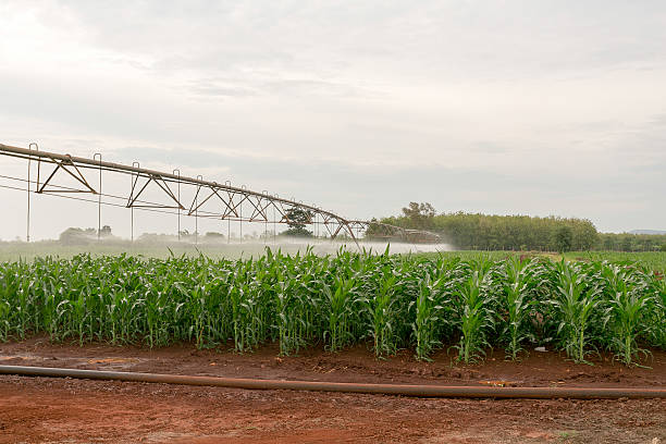 관개인가 장비 물 a crop of 옥수수. - corn crop irrigation equipment agriculture leaf 뉴스 사진 이미지