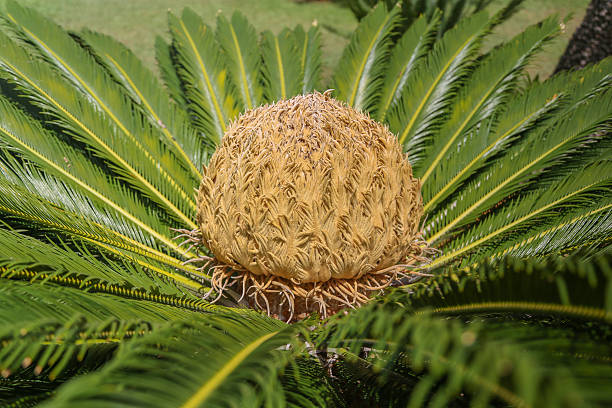 istock Cycas Palm with a large Seed in it's center 505636647