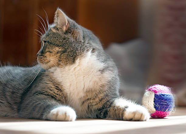 istock gray fluffy cat playing with a toy 505636725