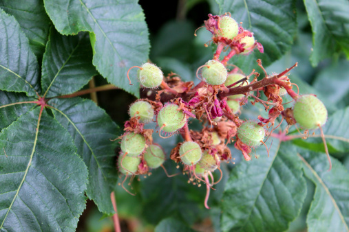 Photo showing a bunch of green beech nuts growing on a common European beech tree in the early summer.  The Latin name for this tree is: Fagus Sylvatica.