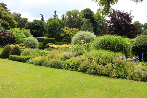 Photo showing a neatly mown and very green garden lawn, edged by a mature border containing a mixture of shrubs / evergreen plants and herbaceous flowers.  The include a number of plants with yellow flowers, such as daylilies (hemerocallis), cotton lavender (santolina) and lilies, as well as clipped topiary yew trees and box hedging.