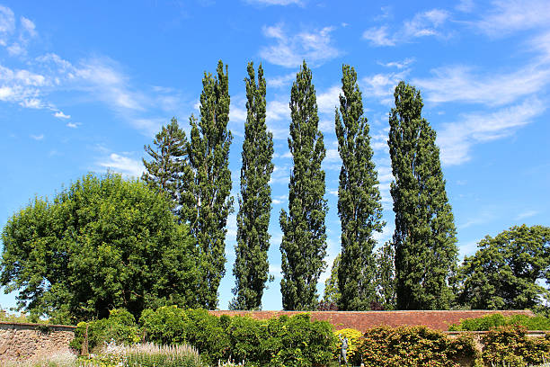 Photo showing a row of several young, tall Lombardy poplar trees (Latin name: Populus nigra 'Italica'), pictured growing in a countryside setting, isolated against a blue sky background.