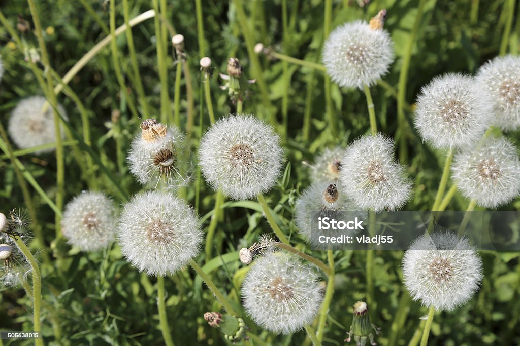 Dandelion on a green meadow background. Dandelion on a green meadow background. Close-up photo with bokeh and natural colors Allergy Stock Photo