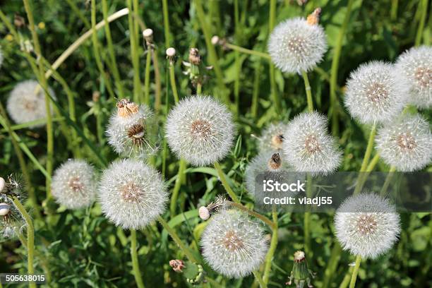 Dandelion On A Green Meadow Background Stock Photo - Download Image Now - Allergy, Botany, Bush