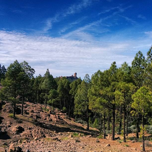 istock Campo de Gran Canaria watching the Roque Nublo 505639118