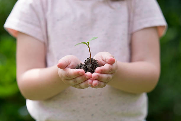 маленькая девочка держит ее руки в новых проросток - growth new life seedling child стоковые фото и изображения