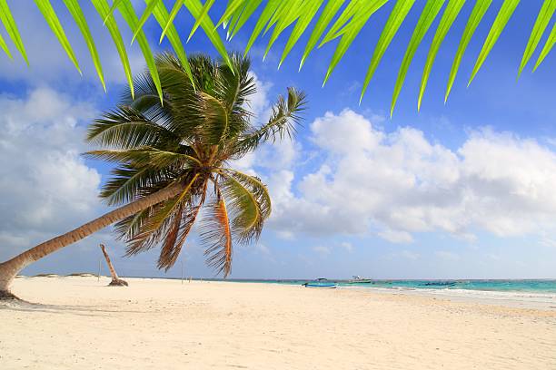 istock Coconut palm trees tropical typical background 505639446