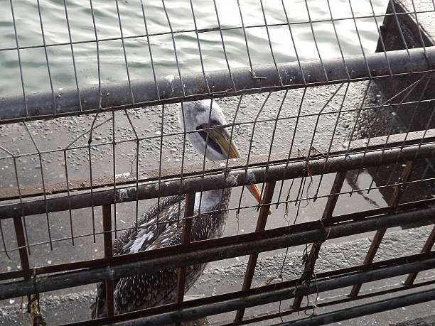 Pelican on the pier stock photo