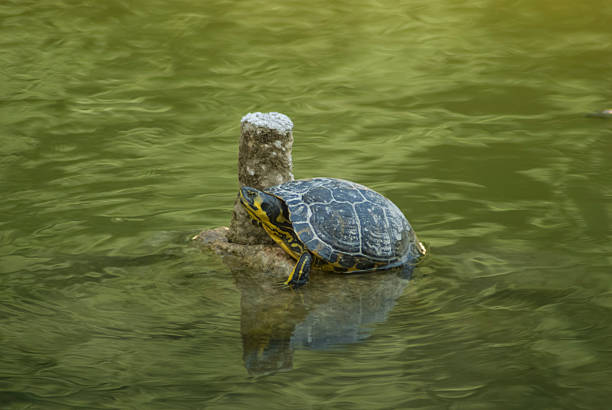 istock the rest of the turtle 505639507