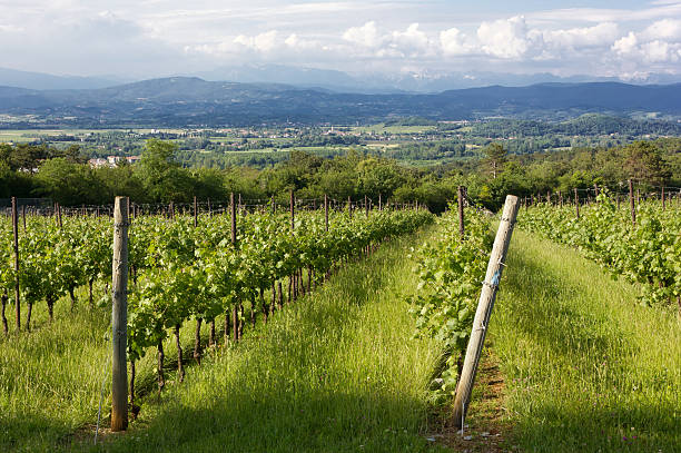 istock Rural Landscape With Vineyard in the Foreground 505640181